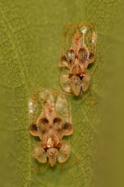 Corythucha arcuata - tölgy-csipkéspoloska