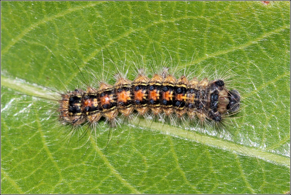 Lymantria dispar - gyapjaslepke