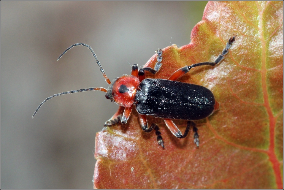 Cantharis rustica - suszterbogár