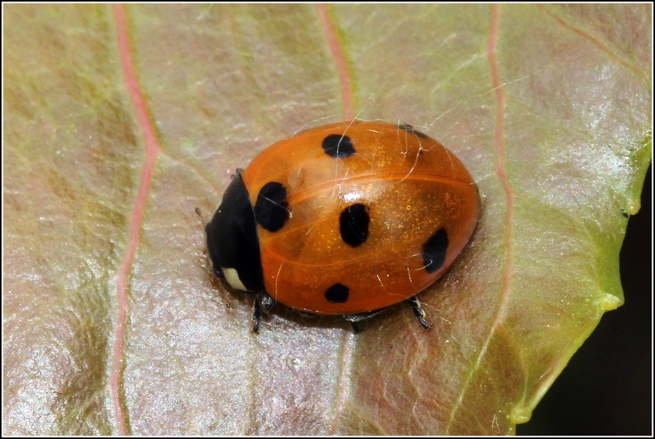 Coccinella septempunctata - hétpettyes katica