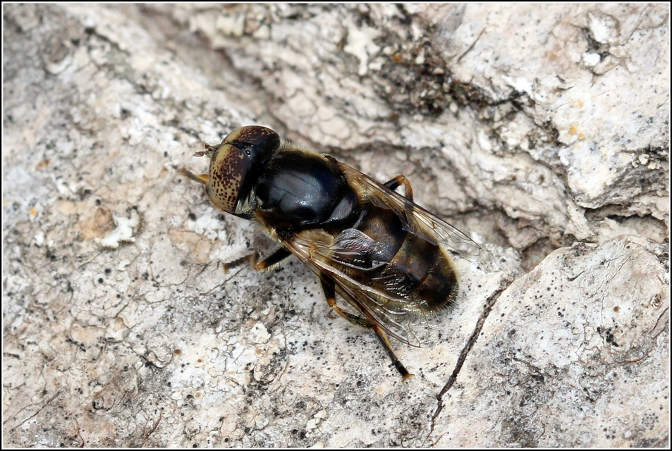 Eristalinus sepulchralis - fekete foltosszeműlégy