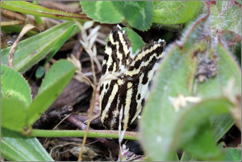 Emmelia trabealis - zebrabagoly