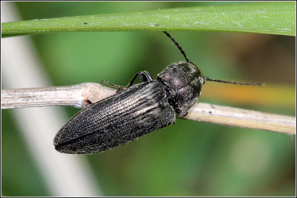Cidnopus pilosus - szőrös pattanó