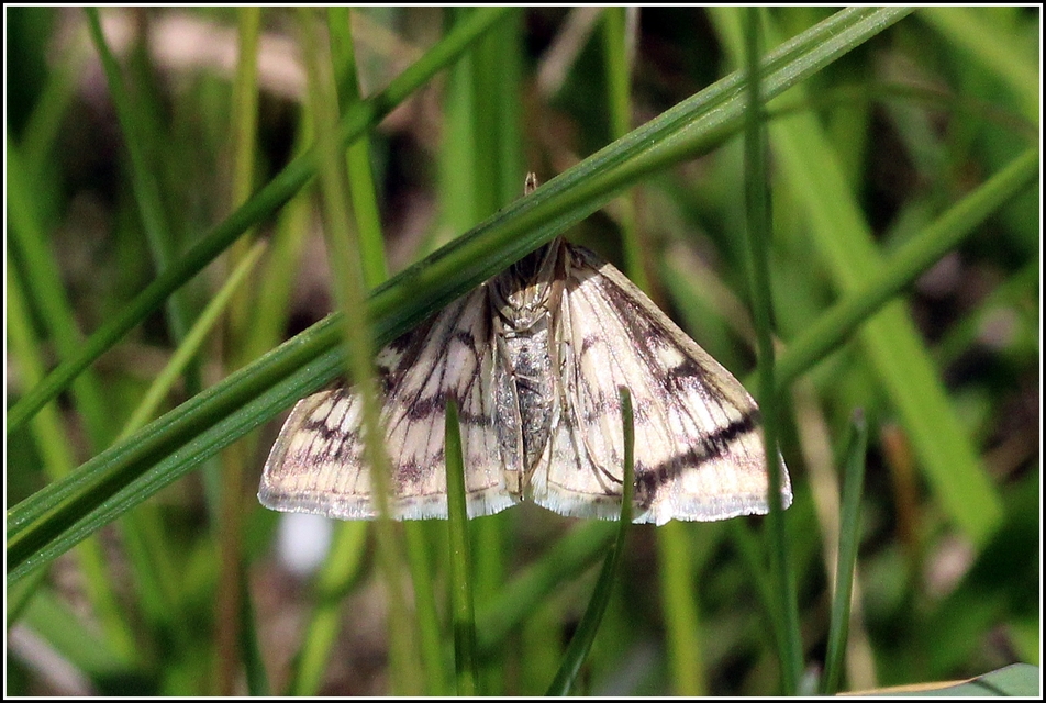 Sitochroa verticalis - világossárga dudvamoly