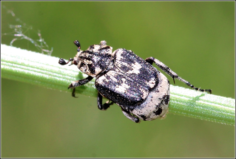 Valgus hemipterus - suta virágbogár