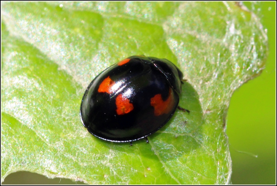 Exochomus quadripustulatus - négyfoltos szerecsenkata