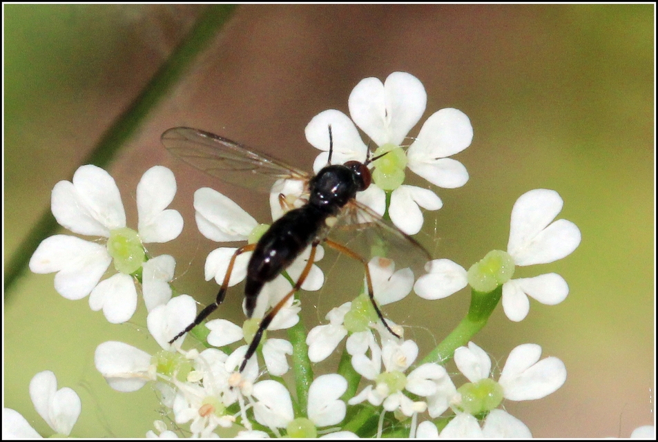Empididae - táncoslegyek