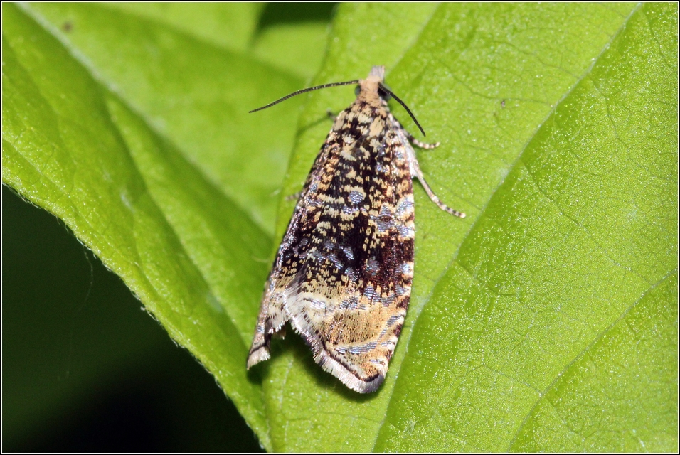 Celypha lacunana - vízparti tükrösmoly
