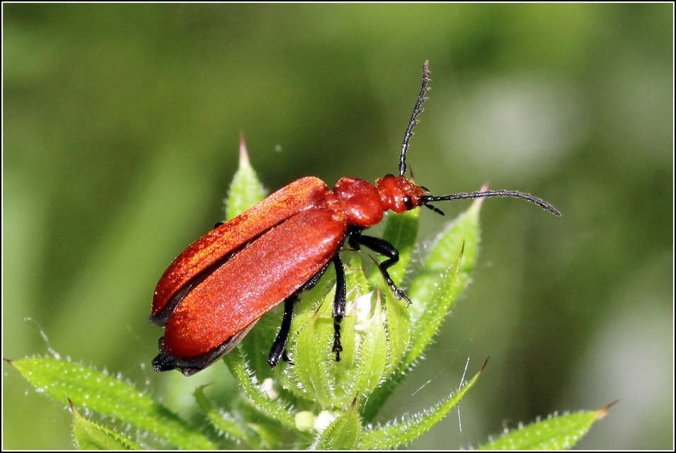 Pyrochroa serraticornis - közép-bíborbogár