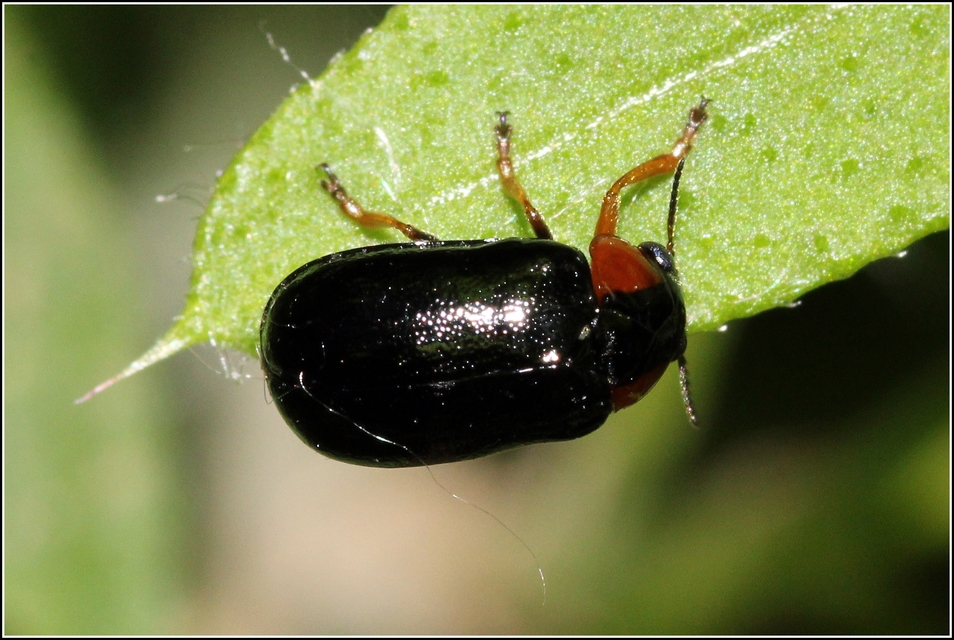 Smaragdina