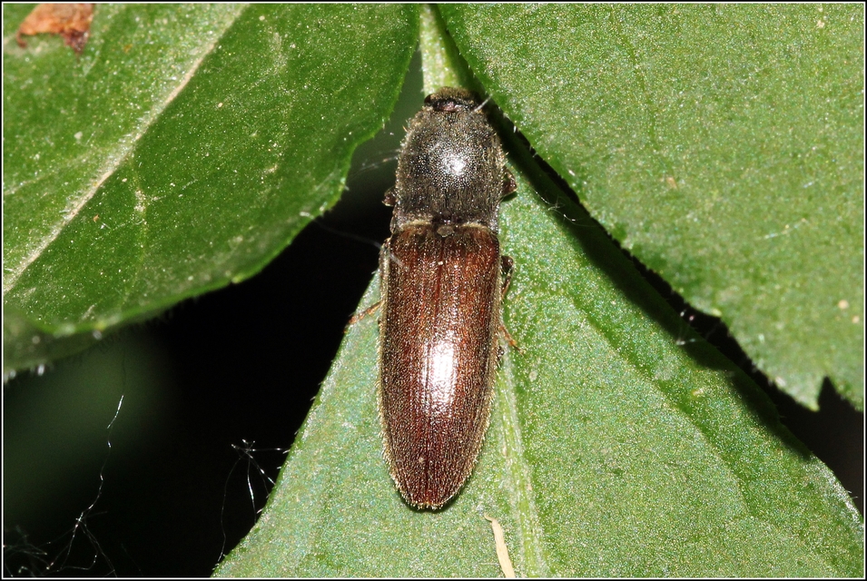 Athous haemorrhoidalis - szurkos pattanó
