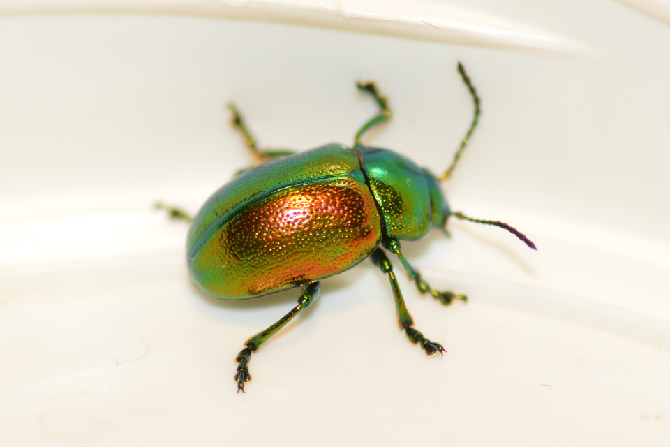 Chrysolina graminis - zöld varádicslevelész