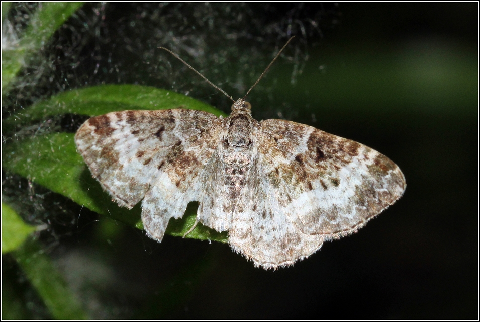 Epirrhoe alternata - galaj-tarkaaraszoló