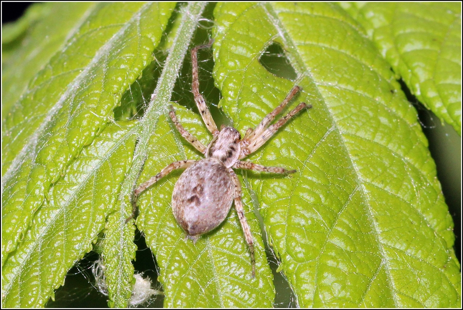 Anyphaena accentuata - jegyespók