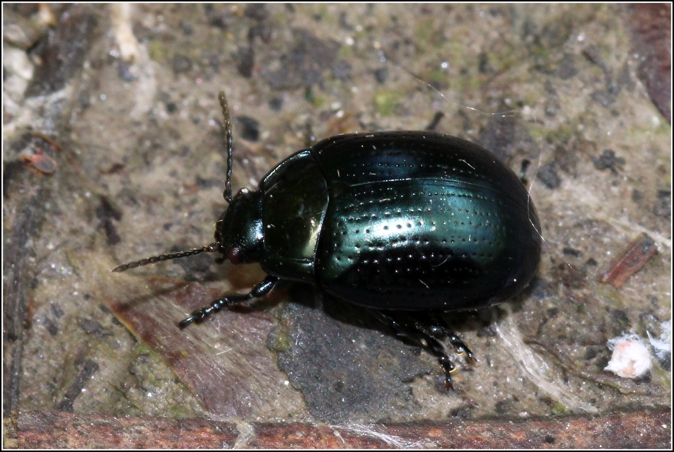 Chrysolina oricalcia - bronzos levélbogár