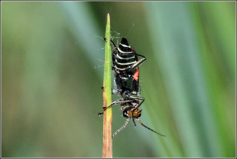 Malachius bipustulatus - kétfoltos bibircsesbogár