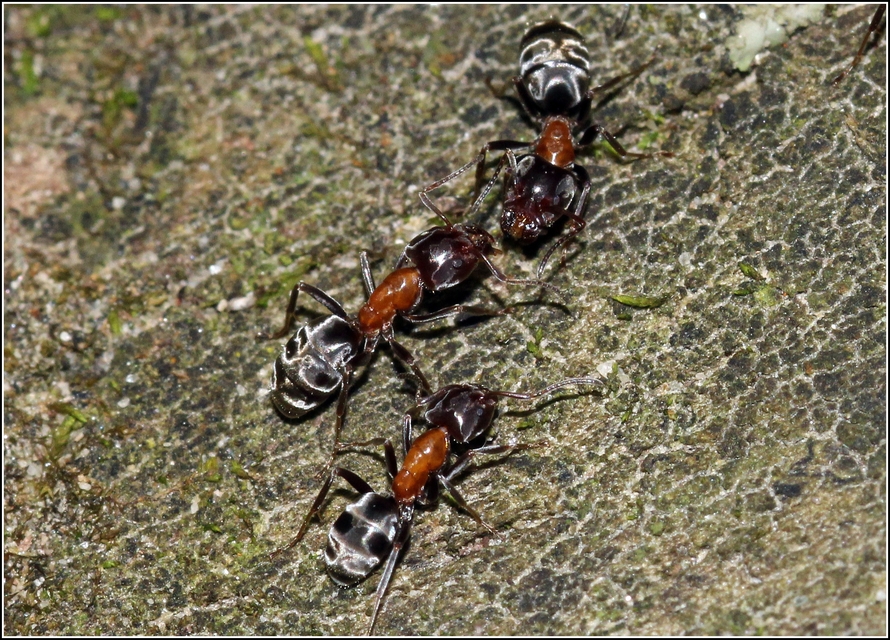 Liometopum microcephalum - tölgyfahangya