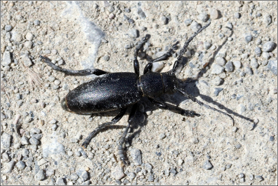 Dorcadion aethiops - fekete gyalogcincér