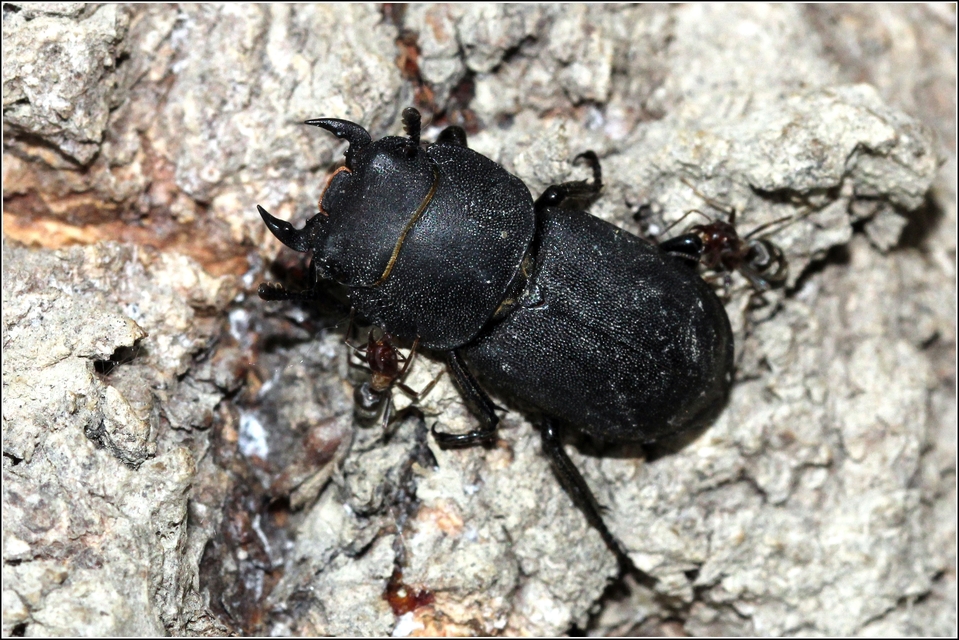 Dorcus parallelipipedus - kis szarvasbogár