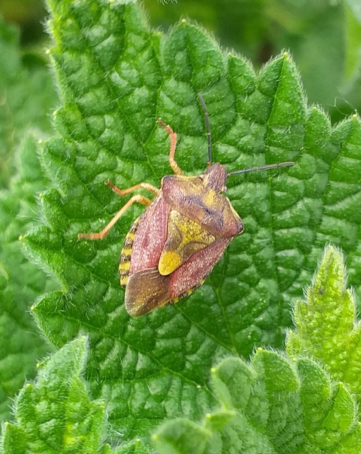 Carpocoris Carpocoris