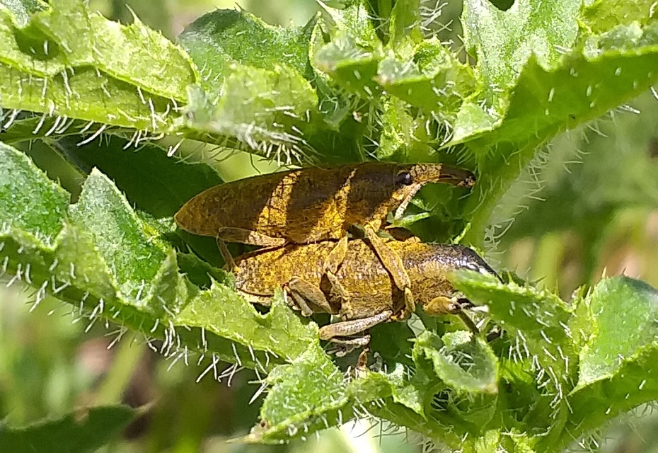 Lixus pulverulentus - mályvafúró dudvabarkó