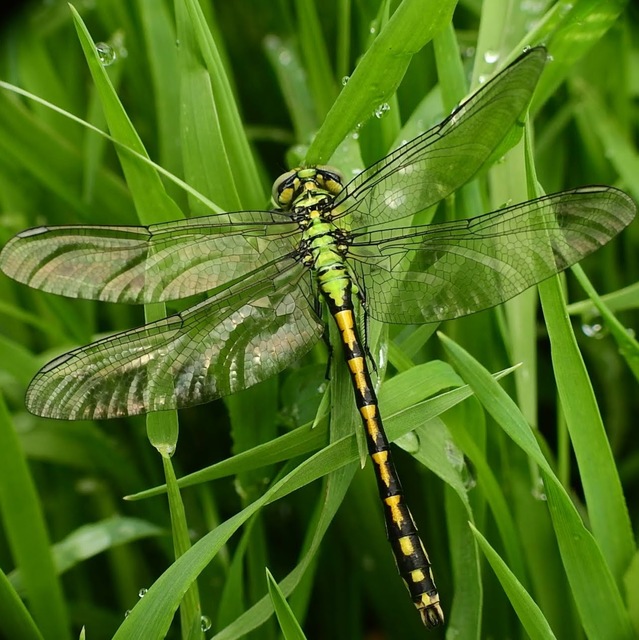 Ophiogomphus cecilia - zöld folyami-szitakötő