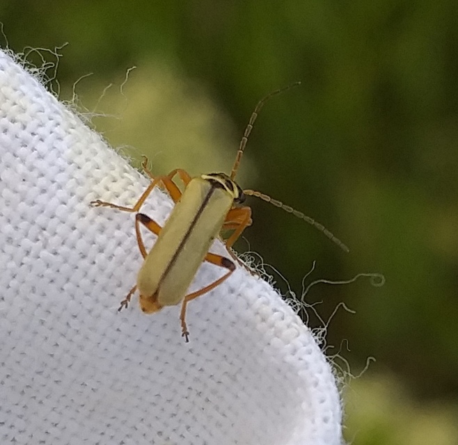 Metacantharis clypeata - tavaszi lágybogár