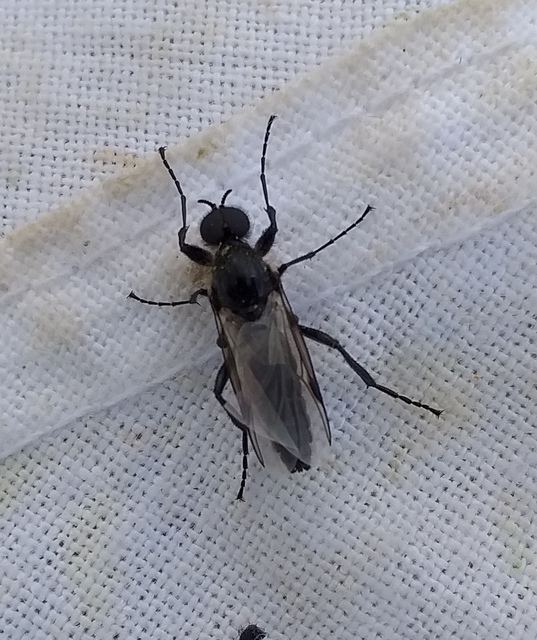 Bibionidae - bársonylegyek