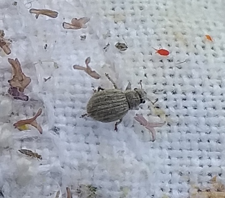 Foucartia squamulata - közönséges törpebarkó