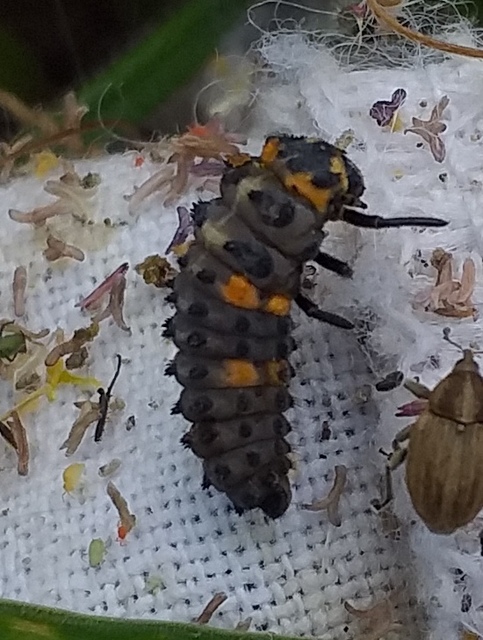 Coccinella septempunctata - hétpettyes katica