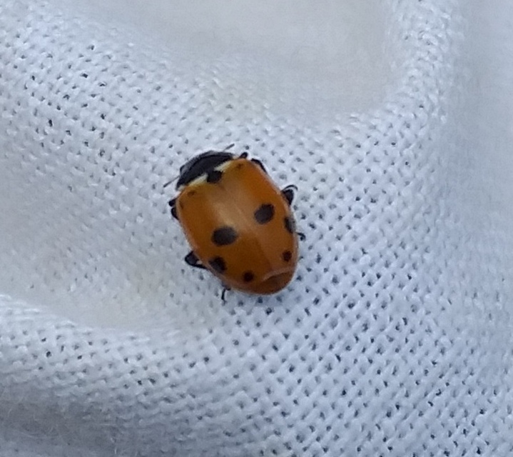 Hippodamia variegata - tizenhárompettyes katica
