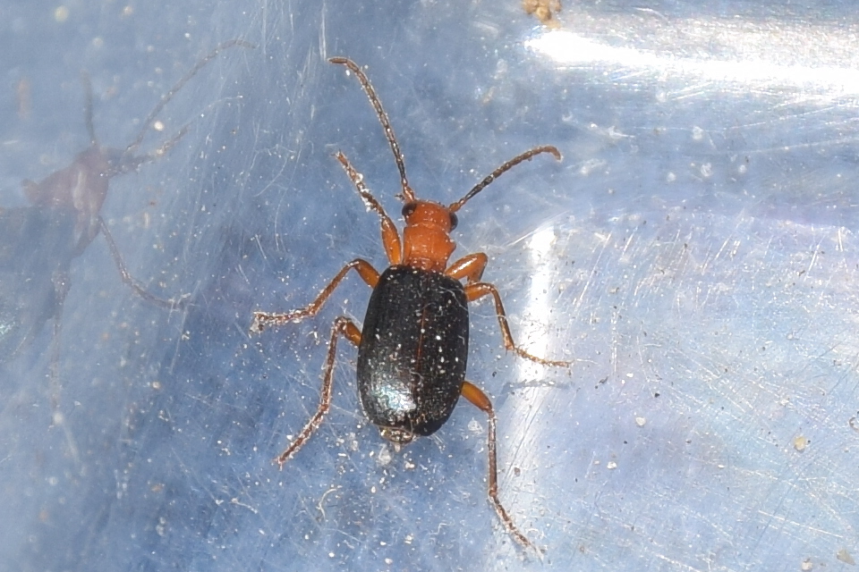 Brachinus crepitans - nagy pöfögőfutrinka