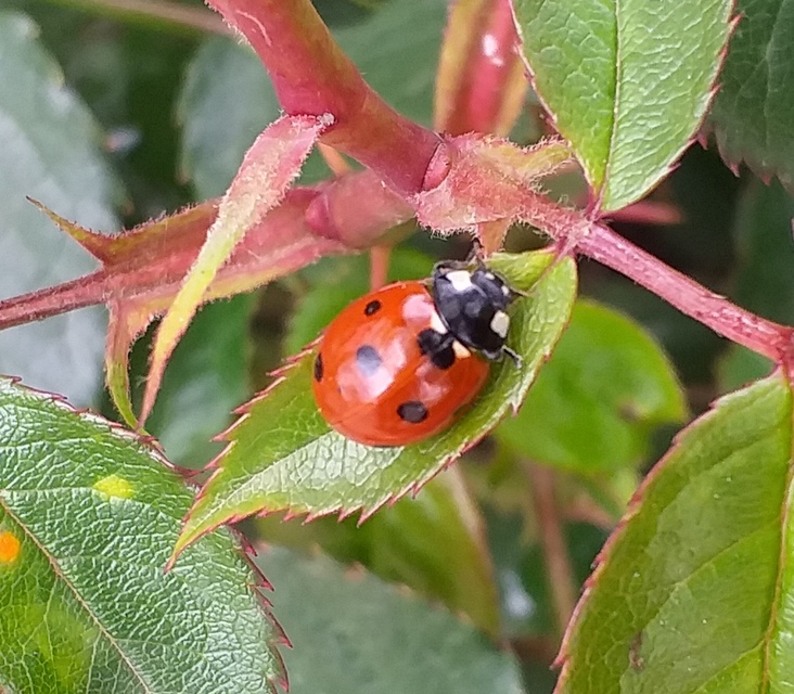 Coccinella septempunctata - hétpettyes katica