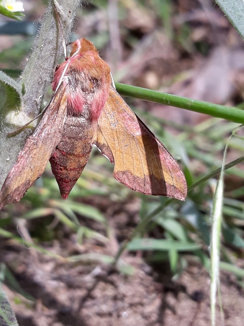 Deilephila porcellus - piros szender