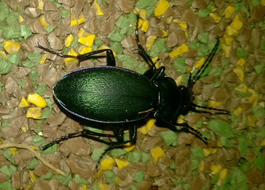 Carabus scheidleri jucundus - pompás változó futrinka