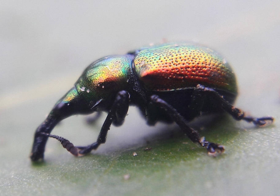 Byctiscus populi - nyárfa-levélsodró