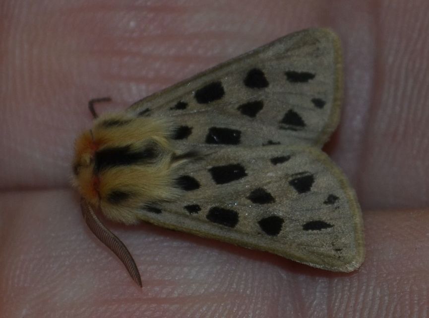 Chelis maculosa - foltos medvelepke