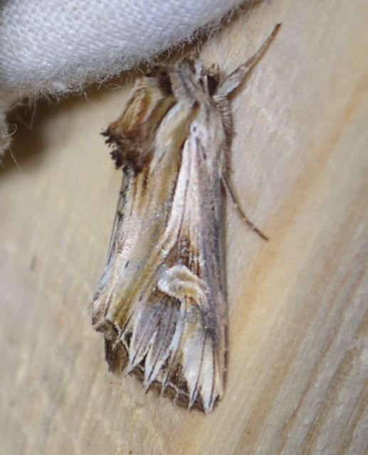 Actinotia polyodon - nagy sugarasbagoly