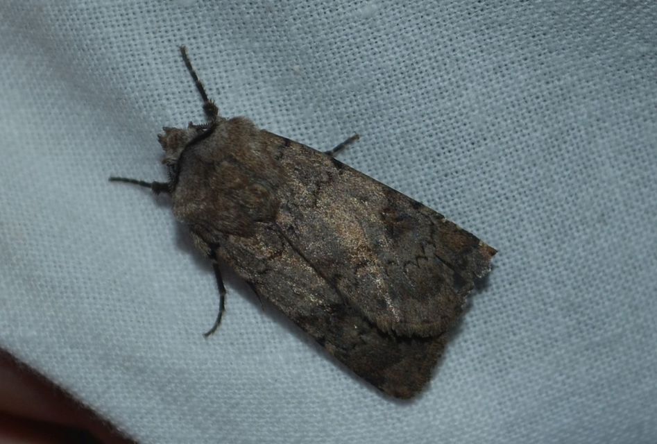 Agrotis cinerea - szürkés földibagoly