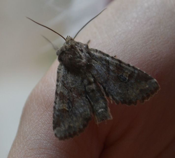 Apamea sordens - kalászrágó dudvabagoly