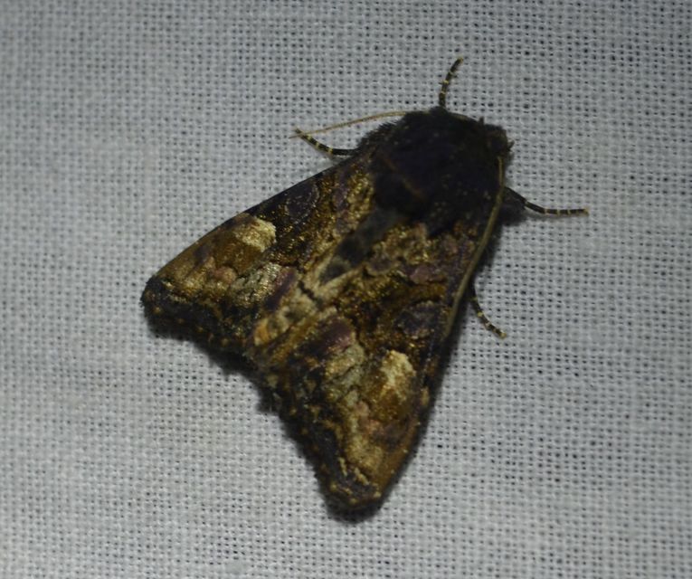 Euplexia lucipara - szeder-csipkésbagoly