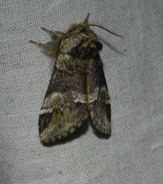 Drymonia dodonea - bélyeges púposszövő