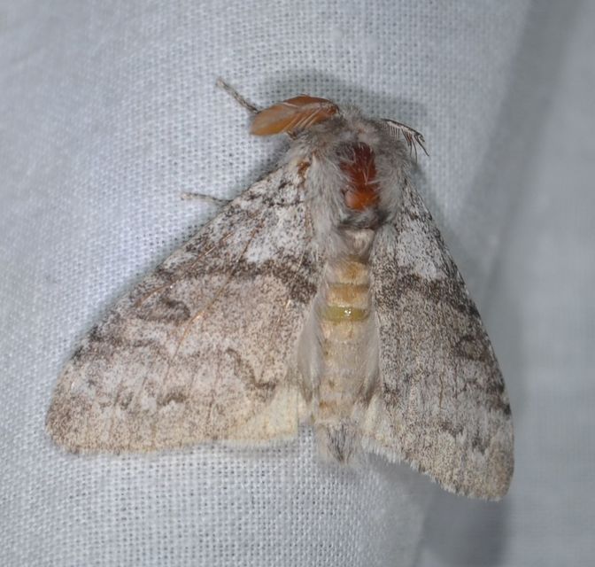 Calliteara pudibunda - hamvasszövő
