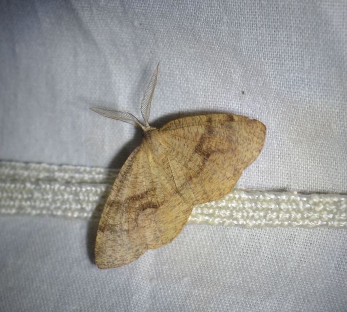 Plagodis pulveraria - szemcsés araszoló