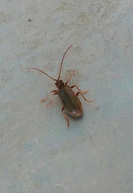 Ptinus rufipes - vöröslábú tolvajbogár