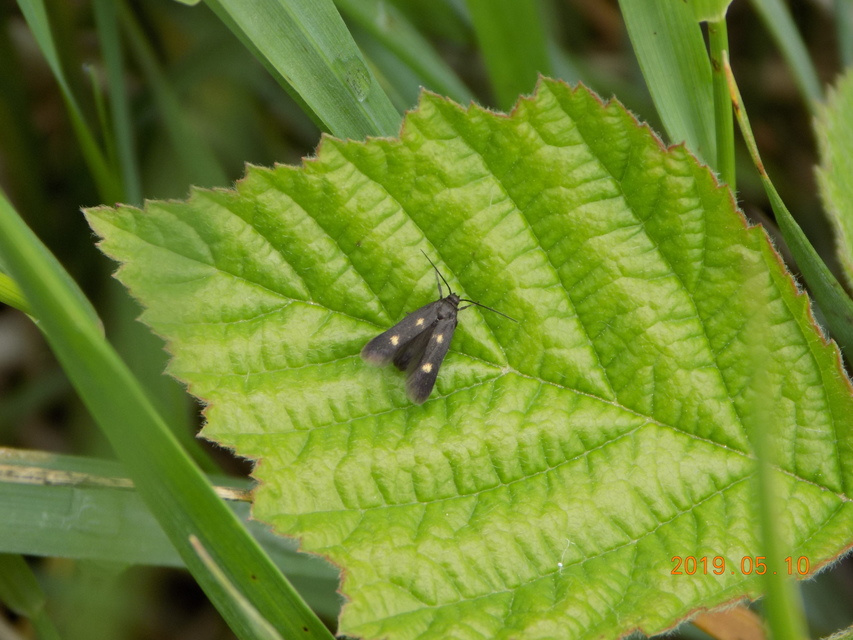 Parascythris muelleri - kétpettyes zöldmoly