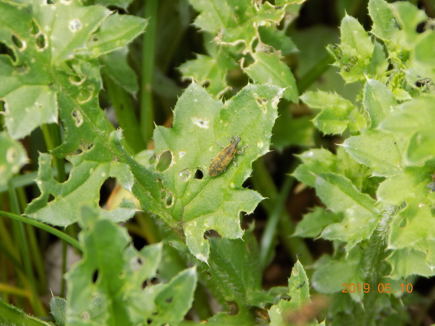 Lixus cardui/filiformis