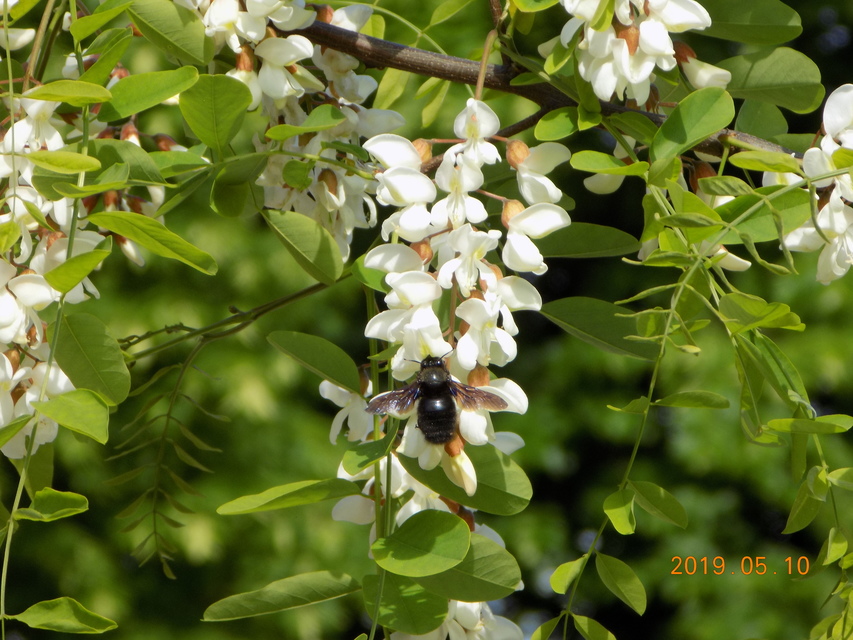 Xylocopa violacea - kék fadongó