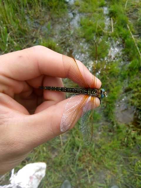 Brachytron pratense - szőrös karcsúacsa