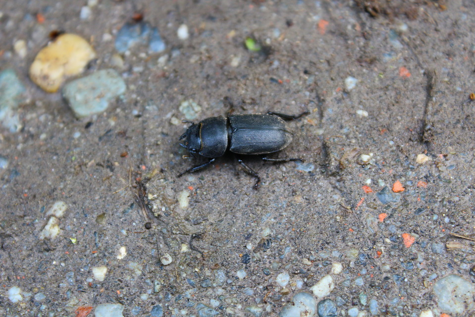 Dorcus parallelipipedus - kis szarvasbogár